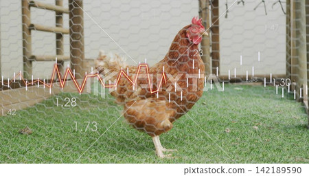 Standing single brown hen balancing on one leg in backyard run with chicken-wire and data overlay 142189590
