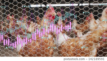 Crowding brown hens pecking behind hexagonal wire mesh in poultry house, with market graphics Crowding brown hens pecking behind hexagonal wire mesh in poultry house, with market graphics 142189591