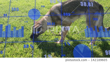 Sniffing shepherd dog wearing collar and leash on trimmed lawn, with blue charts and shadow Sniffing shepherd dog wearing collar and leash on trimmed lawn, with blue charts and shadow 142189605