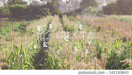 Showing corn stalks with tassels along path in sunlit field, showing floating currency symbols Showing corn stalks with tassels along path in sunlit field, showing floating currency symbols 142189641