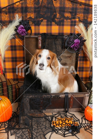 Studio photos of a Kooikerhondje against an autumn-colored Halloween background. Studio photos of a Kooikerhondje against an autumn-colored Halloween background. 142189838