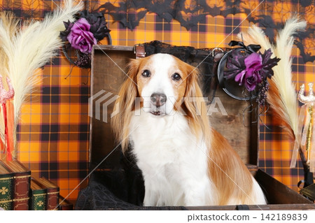Kooikerhondje 與一套手工製作的萬聖節佈景合影 Kooikerhondje 與一套手工製作的萬聖節佈景合影 142189839