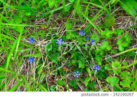 Gentiana scabrida（日本龍膽） - 千疊敷馬戲團 142190267
