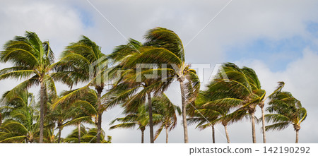 Palm tree on windy weather. Hurricane in Miami south beach, Florida. Palm tree in hurricane weather. Tropical beach in Miami. Tropical windy weather with palm tree. Strong wind. Exotic nature 142190292