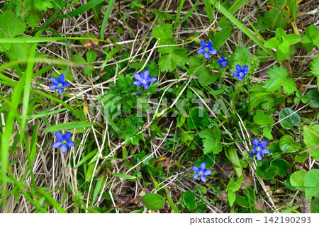 Gentiana scabrida(日本龍膽) - 千疊敷馬戲團 Gentiana scabrida(日本龍膽) - 千疊敷馬戲團 142190293