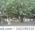 Banyan trees on Maui 142190310