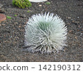 Ahina hina, a plant that grows wild on the summit of Haleakala, Maui. 142190312