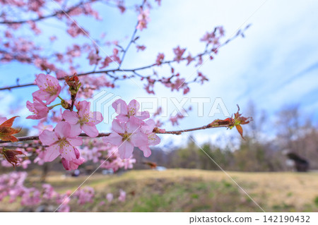 春意盎然的白馬村景色 春意盎然的白馬村景色 142190432