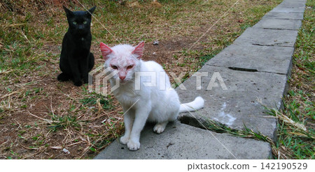 Two stray cats are sitting outdoors near a concrete path. Two stray cats are sitting outdoors near a concrete path. 142190529