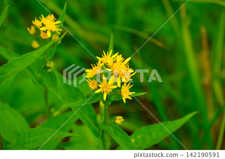 Solidago virgaurea var. japonica, Senjojiki Cirque Solidago virgaurea var. japonica, Senjojiki Cirque 142190591