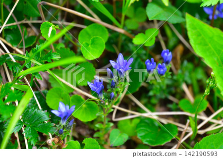 Gentiana scabrida（日本龍膽） - 千疊敷馬戲團 142190593