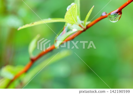 Raindrops glisten on the tips of the fresh green branches after the rain. Raindrops glisten on the tips of the fresh green branches after the rain. 142190599
