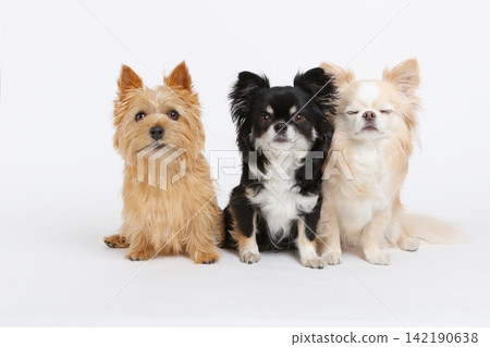 一隻棕色梗犬坐著，一隻黑色吉娃娃，還有一隻奶油色吉娃娃。 142190638