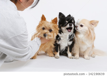 A brown terrier being petted, a Chihuahua with a big mouth, and a cream Chihuahua. A brown terrier being petted, a Chihuahua with a big mouth, and a cream Chihuahua. 142190639