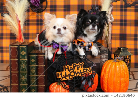Two Chihuahuas, one black and one white, lined up in a handmade Halloween set. Two Chihuahuas, one black and one white, lined up in a handmade Halloween set. 142190640