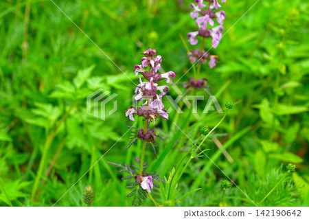 輪葉馬先蒿 (Senjojiki Cirque) 142190642