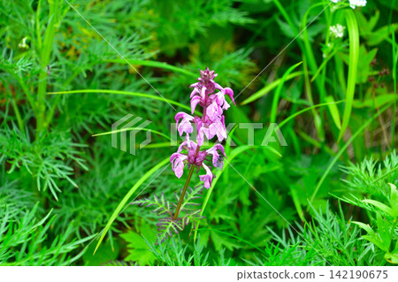 Pedicularis verticillata, Senjojiki Cirque Pedicularis verticillata, Senjojiki Cirque 142190675