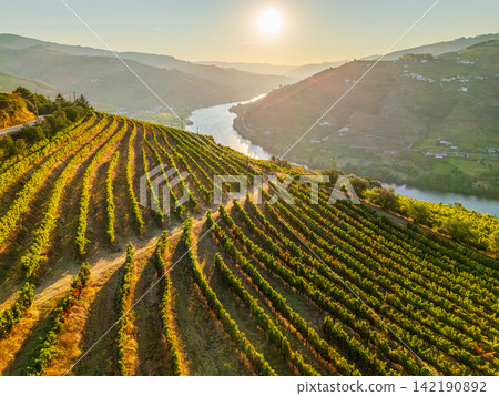 Terraced vineyard rows by douro river at sunrise in Portugal sunlit Terraced vineyard rows by douro river at sunrise in Portugal sunlit 142190892