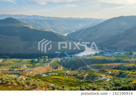 Douro River Bend and Terraced Vineyards Near Regua Douro River Bend and Terraced Vineyards Near Regua 142190914