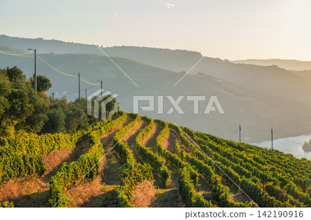 Douro River sunrise over vineyard rows in Douro Valley Douro River sunrise over vineyard rows in Douro Valley 142190916