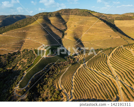 Douro Valley vineyard hills in warm evening light 142191311