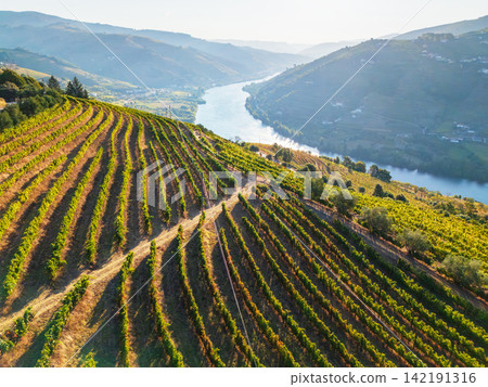 Curved vineyard rows above Douro River at sunrise Portugal Curved vineyard rows above Douro River at sunrise Portugal 142191316