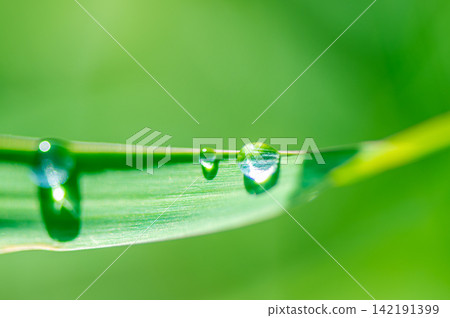 Fresh Water Droplet Macro, Dewdrop on Green Leaf, Organic Pure Nature Background Stock Photo Fresh Water Droplet Macro, Dewdrop on Green Leaf, Organic Pure Nature Background Stock Photo 142191399