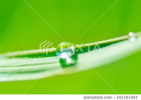Pure Water Drop on Green Leaf Symbolizing Freshness, Moisture and Organic Nature Pure Water Drop on Green Leaf Symbolizing Freshness, Moisture and Organic Nature 142191403