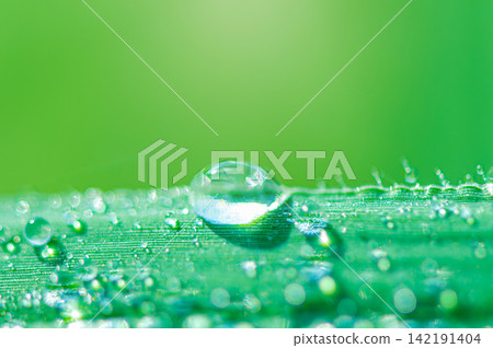 Water Droplets on Green Grass Leaf with Soft Green Background Water Droplets on Green Grass Leaf with Soft Green Background 142191404