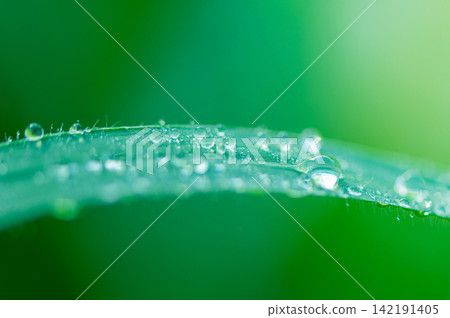Extreme Macro Shot of Water Droplets on Green Grass Leaf with Soft Green Background 142191405