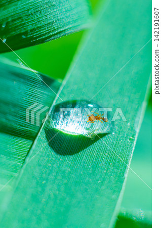 Close up Water Drops Reflecting Light on Fresh Green Leaf with Sparkling Droplet Bokeh Close up Water Drops Reflecting Light on Fresh Green Leaf with Sparkling Droplet Bokeh 142191607