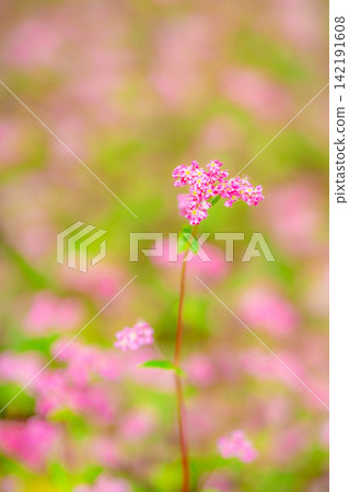 [Takamine Ruby] Red buckwheat flowers at Komagatake Garden in Miyata Village, Nagano Prefecture [Nagano Prefecture] 142191608