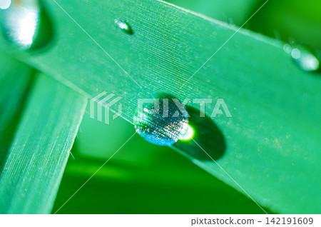 water drop on green grass water drop on green grass 142191609
