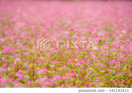[Takamine Ruby] Red buckwheat flowers at Komagatake Garden in Miyata Village, Nagano Prefecture [Nagano Prefecture] 142191611