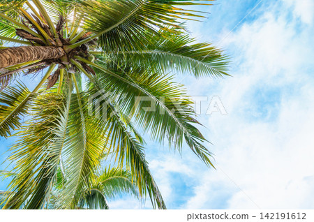 Low Angle Shot of Tropical Coconut Palm Tree Against Bright Blue Sky and Clouds Low Angle Shot of Tropical Coconut Palm Tree Against Bright Blue Sky and Clouds 142191612