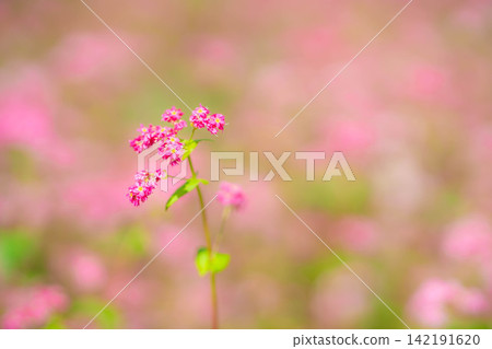 [Takamine Ruby] Red buckwheat flowers at Komagatake Garden in Miyata Village, Nagano Prefecture [Nagano Prefecture] 142191620