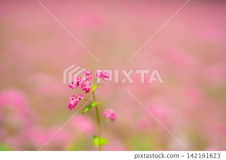 [Takamine Ruby] Red buckwheat flowers at Komagatake Garden in Miyata Village, Nagano Prefecture [Nagano Prefecture] 142191623