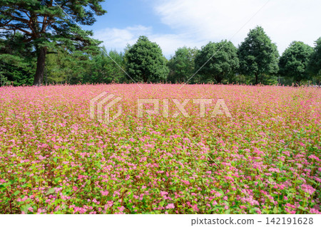 [Takamine Ruby] Red buckwheat flowers at Komagatake Garden in Miyata Village, Nagano Prefecture [Nagano Prefecture] 142191628
