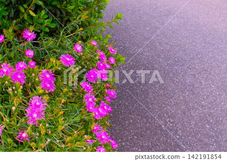 路邊盛開著粉紅色的冰草 路邊盛開著粉紅色的冰草 142191854