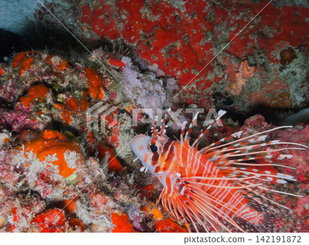 獅子魚藏身於岩石縫隙中。 獅子魚藏身於岩石縫隙中。 142191872