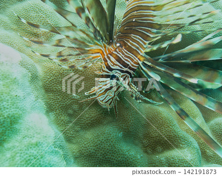A lionfish looking downwards A lionfish looking downwards 142191873