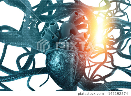 Anatomy of Human heart and veins Anatomy of Human heart and veins 142192274