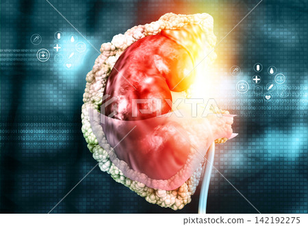Human kidney anatomy Human kidney anatomy 142192275