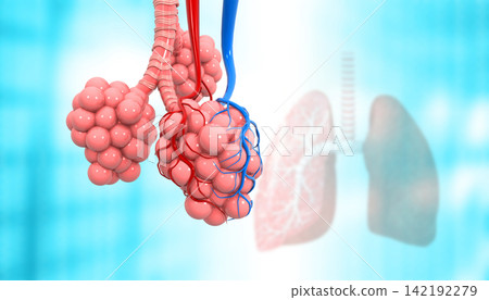 Human lungs with bronchioles Human lungs with bronchioles 142192279