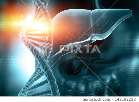 Human liver anatomy with DNA strand Human liver anatomy with DNA strand 142192288