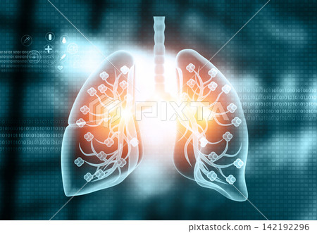 Beautiful human lungs anatomy Beautiful human lungs anatomy 142192296