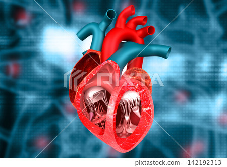 Cross section anatomy of human heart Cross section anatomy of human heart 142192313
