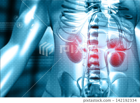 Human body organ kidney anatomy Human body organ kidney anatomy 142192334