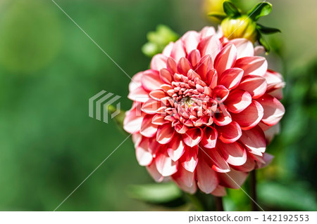 A park in midsummer, dahlias in vibrant bloom - Kawanishi Dahlia Garden, Kawanishi Town, Yamagata Prefecture A park in midsummer, dahlias in vibrant bloom - Kawanishi Dahlia Garden, Kawanishi Town, Yamagata Prefecture 142192553