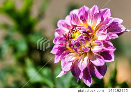 A park in midsummer, dahlias in vibrant bloom - Kawanishi Dahlia Garden, Kawanishi Town, Yamagata Prefecture A park in midsummer, dahlias in vibrant bloom - Kawanishi Dahlia Garden, Kawanishi Town, Yamagata Prefecture 142192555